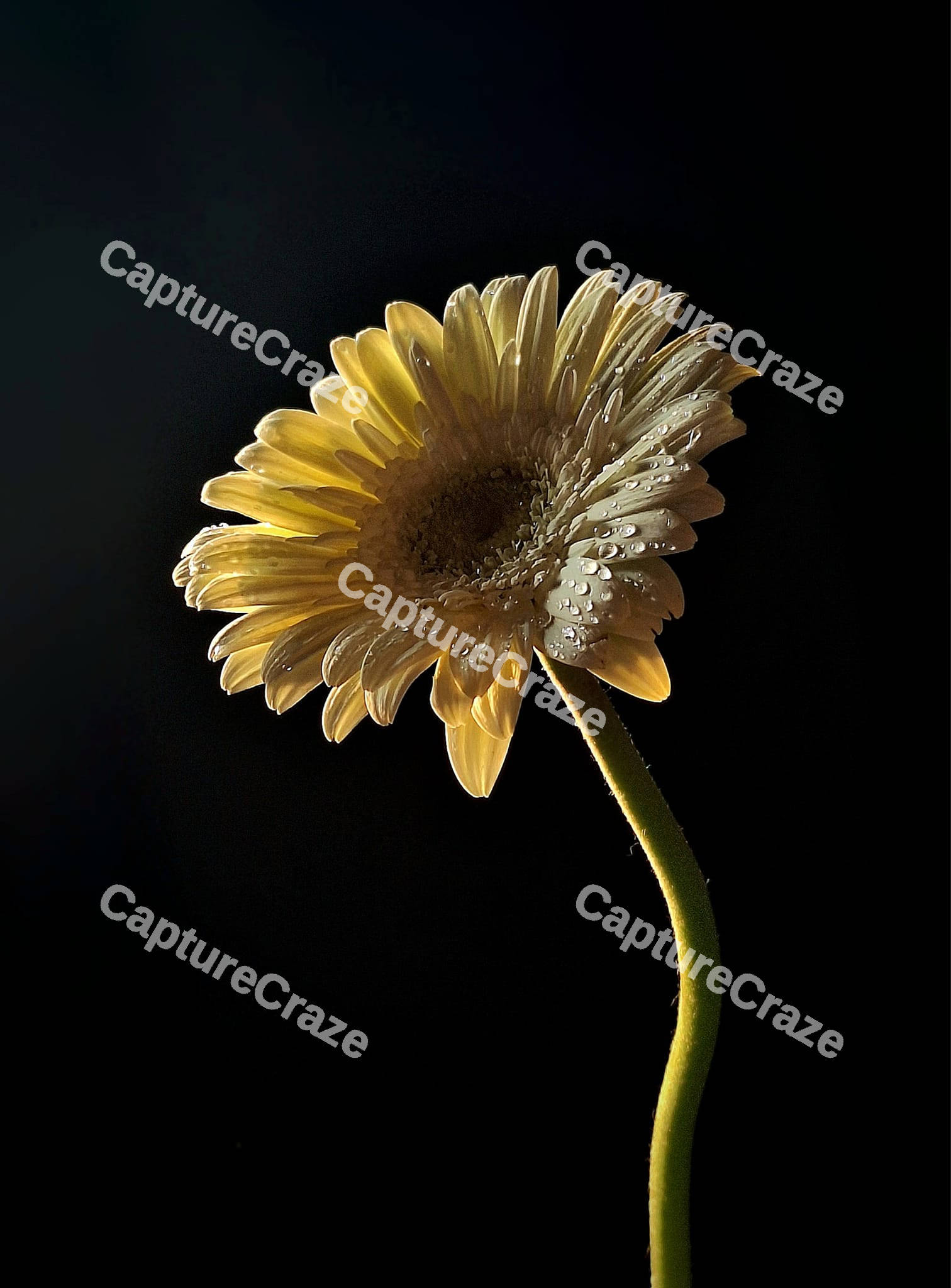 Yellow Daisy Flower